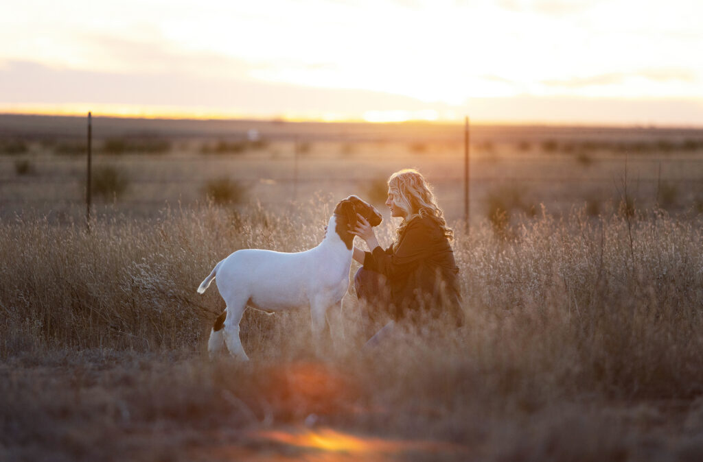 Tulia High School Senior with her stock show goat during a sunset in West Texas. 